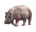 Watercolor realistic hippopotamus tropical animal isolated on a white background.