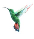 Watercolor realistic hummingbird, colibri tropical bird animal isolated Royalty Free Stock Photo