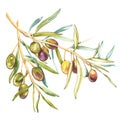 Watercolor realistic illustration of black and green olives branch isolated on white background. Design for olive oil Royalty Free Stock Photo