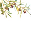 Watercolor realistic illustration of black and green olives branch isolated on white background. Design for olive oil Royalty Free Stock Photo