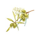 Watercolor realistic illustration of green olives branch and flowers isolated on white background. Design for olive oil Royalty Free Stock Photo