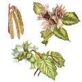 Watercolor realistic illustration of hazelnuts. Set of watercolor hazelnuts elements, hand painted isolated on a white