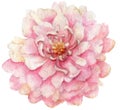 Watercolor realistic illustration of isolated pink flower.
