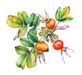 Watercolor realistic illustration of the rosehip plant branch wi