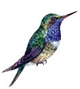 Watercolor Realistic Illustration of Sitting Hummingbird