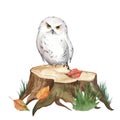 Watercolor realistic illustration of a snowy owl on a stump Royalty Free Stock Photo