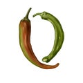 Watercolor realistic illustration of two hot chili peppers with green stems on a white background. Royalty Free Stock Photo