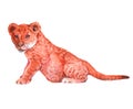Watercolor realistic lion child tropical animal isolated