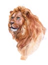 Watercolor realistic lion tropical animal isolated