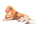 Watercolor realistic lion tropical animal isolated