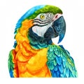 Watercolor realistic macaw parrot, Ara, ararauna face on a white background. Print for postcard, mug, baseball cap, notepad,