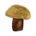 Watercolor realistic mushroom lurid bolete. illustration Suillellus luridus. Boletus luridus