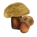 Watercolor realistic mushroom lurid bolete. illustration Suillellus luridus. Boletus luridus