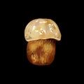 Watercolor realistic mushroom lurid bolete. illustration Suillellus luridus. Boletus luridus
