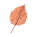 Watercolor realistic orange beautiful autumn set with leaf. Hand-drawn illustration isolated on white background Royalty Free Stock Photo