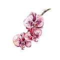 Watercolor realistic orchid. Hand drawing