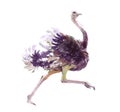 Watercolor realistic ostrich animal isolated