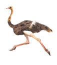 Watercolor realistic ostrich animal isolated