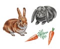 Watercolor realistic rabbits. Cute set of rabbits and carrots. Hand drawn illustration.