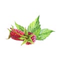 Watercolor realistic raspberry. Red berries.