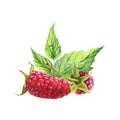 Watercolor realistic raspberry. Red berries.