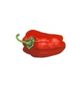 Watercolor realistic red bell pepper, paprika Royalty Free Stock Photo