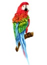 Watercolor realistic red parrot tropical bird animal isolated