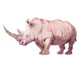 Watercolor realistic rhinoceros animal isolated