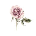 Watercolor realistic rose. Hand drawing