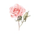 Watercolor realistic rose. Hand drawing