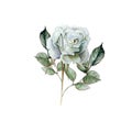 Watercolor realistic rose. Hand drawing