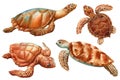 Watercolor realistic Sea Turtles set on isolated white background, Turtle Closeup Hand drawn illustration clipart Royalty Free Stock Photo