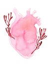 Watercolor realistic shape human heart with stems
