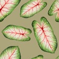 Watercolor realistic tropical seamless pattern with illustration of caladium leaf isolated on white background