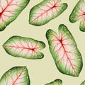 Watercolor realistic tropical seamless pattern with illustration of caladium leaf isolated on white background