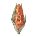 Watercolor realistic yellow fresh ear of corn, corncob. Hand-drawn illustration isolated on white background. Perfect