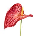 Watercolor Red anthurium on an isolated white background. botanical illustration