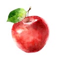 Watercolor red apple isolated on white background Royalty Free Stock Photo