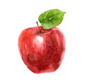 Watercolor red apple isolated on white background Royalty Free Stock Photo