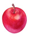 Watercolor red apple on white background. Handrawing illustration