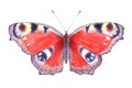 Watercolor red butterfly. Hand drawn illustration