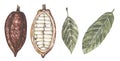 Watercolor Red Cacao pod and leaves illustration set, cocoa beans clipart, chocolate Royalty Free Stock Photo