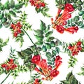 Watercolor red Campsis on white background. Floral seamless pattern.