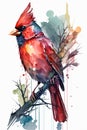 Watercolor red cardinal bird isolated on white background vector illustration. Royalty Free Stock Photo