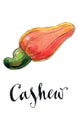 Watercolor red cashew