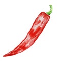 Watercolor red chili pepper long