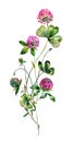 Watercolor Red Clover Bouquet Illustration