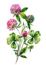 Watercolor Red Clover Bouquet Illustration