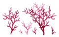 Watercolor red coral set. Transparent sea plant collection isolated on white. Realistic scientific illustrations. Hand