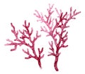 Watercolor red coral set. Transparent sea plant isolated on white. Realistic scientific illustrations. Hand painted